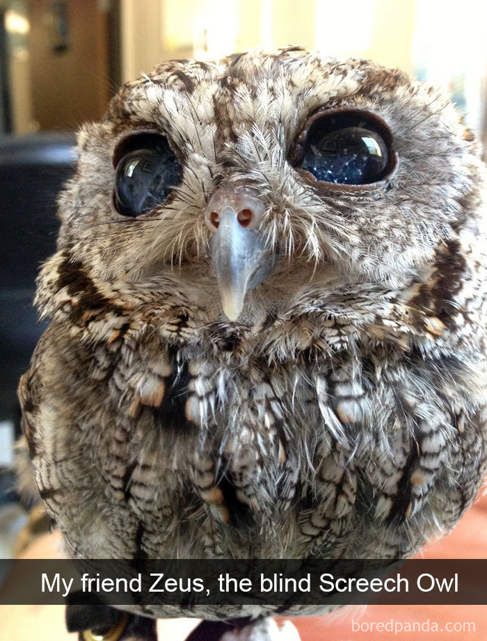 Funny-Bird-Snapchats