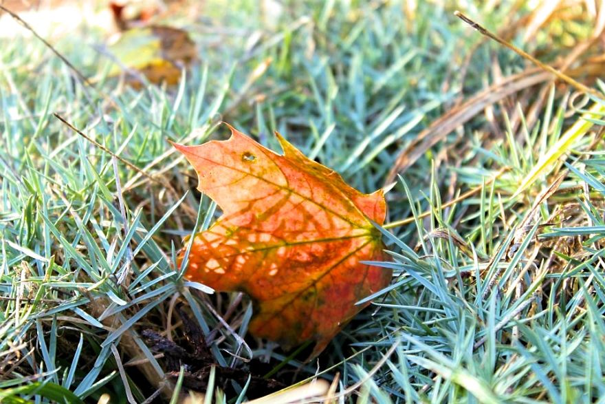 I Bought A Macro Lens: Look At These Amazing Plants I Found!