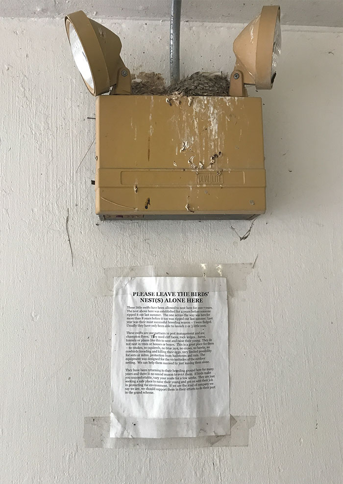 People Kept Destroying These Swifts' Nests So Someone Put Up A Sign Explaining Why We Need To Protect Them