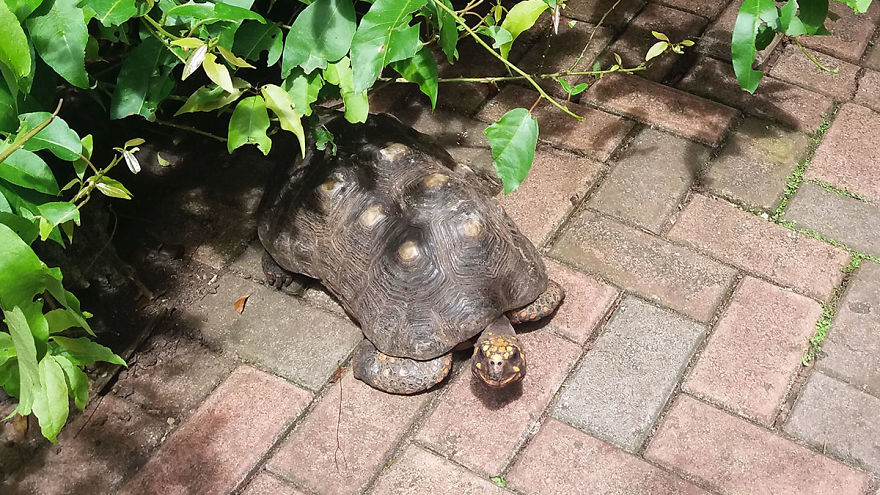 I Spent A Few Hours With The Animals At The Wildlife Reserve In Barbados