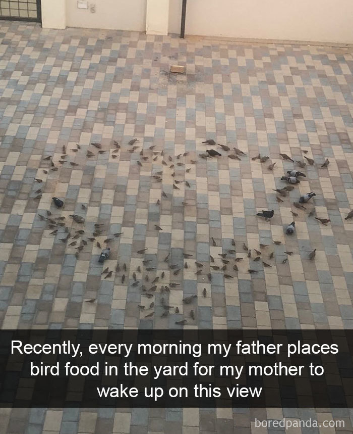 Funny-Bird-Snapchats