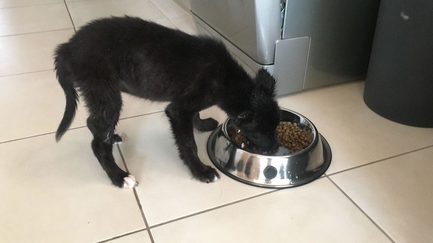 The Life For 8 Months With My First Rescue Dog