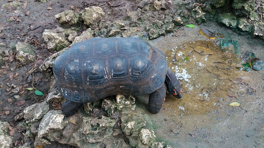 I Spent A Few Hours With The Animals At The Wildlife Reserve In Barbados