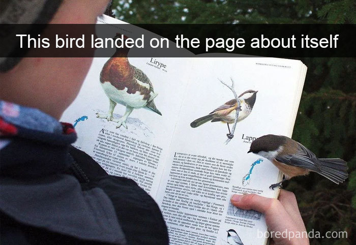 Funny-Bird-Snapchats