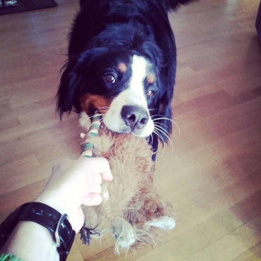 In Oklahoma, The Dog Owner Is Fully Responsible For Any Injuries His Dog Might Cause