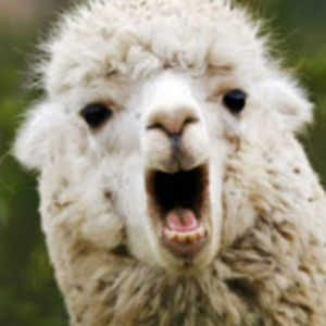 elizabethswigg avatar