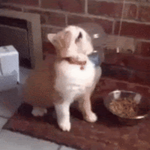 morgannmetzger-suehs avatar