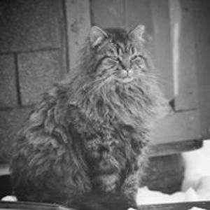 tallmainelady2 avatar