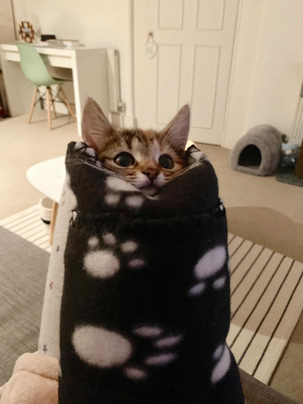 Purrito
