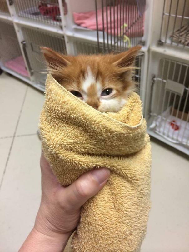 Purrito