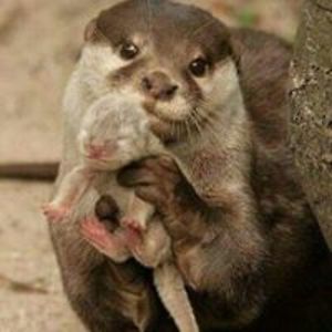 pt_dixon_thepyramid avatar