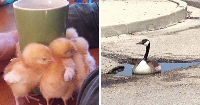 50 Times Birds Were So Funny, People Just Had To Snapchat Them