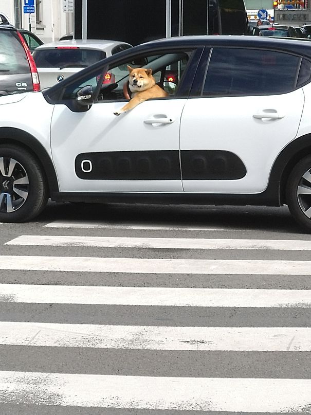 Was Not Able To Cross The Road Because Of This Bad Driver. Some People Should Never Be Given Their License