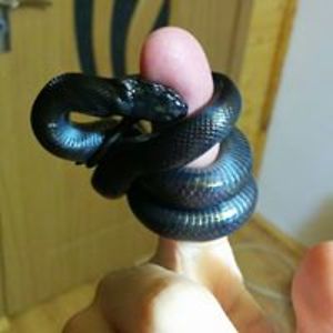 alexandru_vstan avatar