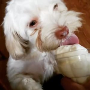 aracelicarreras avatar