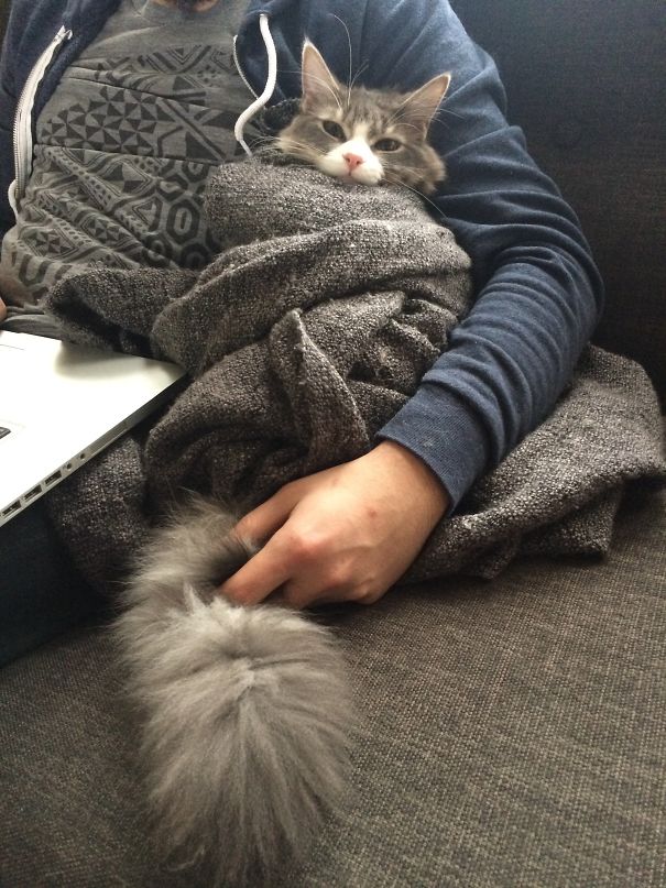 Purrito