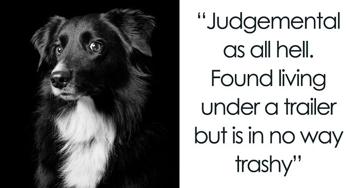 Black Dogs And Cats Are Last On The List For Adoption, I Want To Change That By Taking Beautiful Portraits Of Them