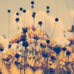 anniemathison avatar