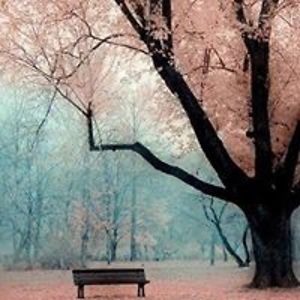 karmelastarcevic1 avatar