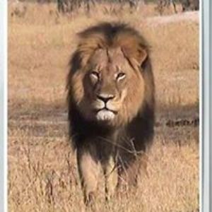 smtvermillion avatar