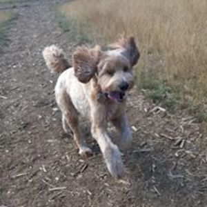 marianne_brassard avatar