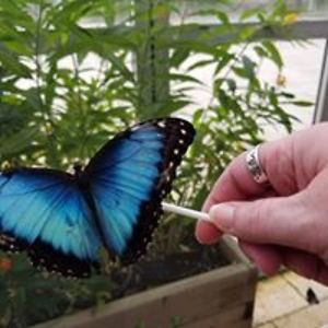 sapphirerose914 avatar