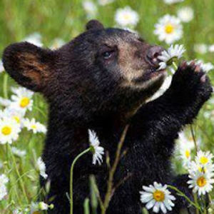 johannaswanson avatar