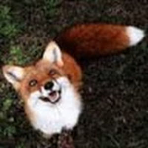 williamvarner avatar