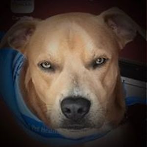 deborah_lafountaine avatar