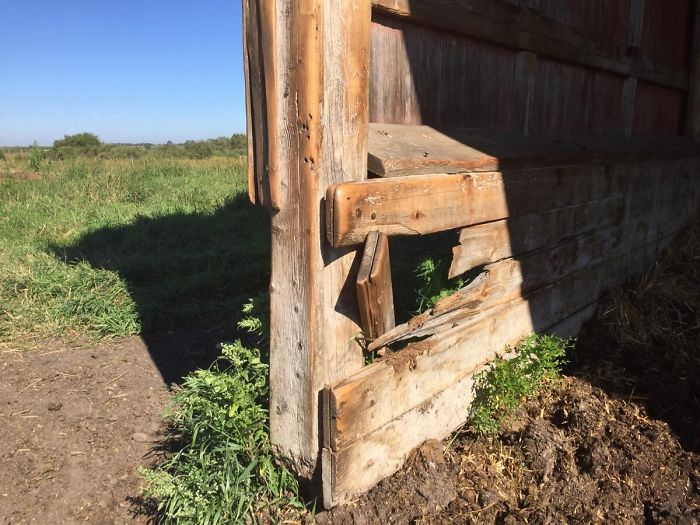 Itchy Cows Have Buffed This Wood Smooth
