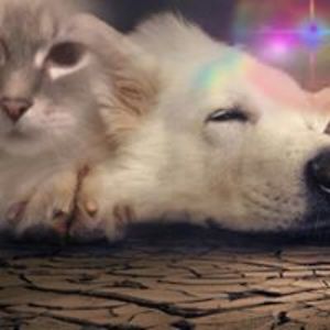 dchristensen777_dc avatar