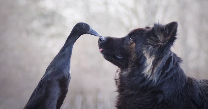 I Capture The Unexpected Friendship Between My Dog And My Duck On Film (25 Pics)