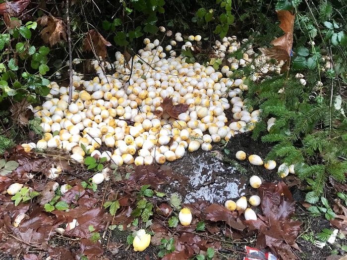 A Giant Pile Of Zested Lemons Found In The Woods