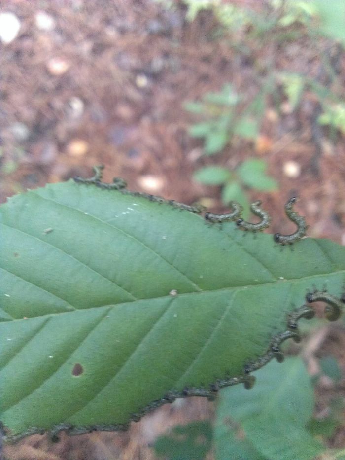 Found These Caterpillars Performing Some Special Ritual In The Woods Today