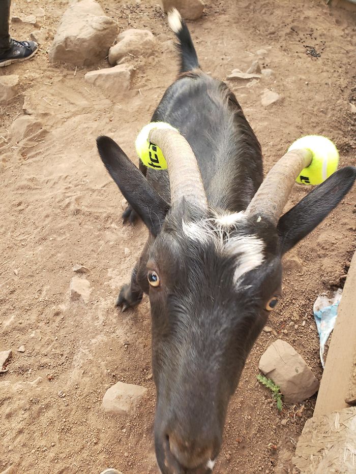 14 Pics Of Misbehaving Goats That Were Forced To Wear Pool Noodles For Everyone's Safety 14 Pics Of Misbehaving Goats That Were Forced To Wear Pool Noodles For Everyone's Safety