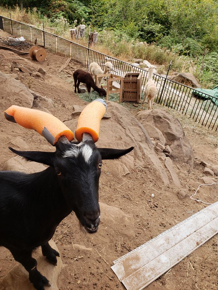 14 Pics Of Misbehaving Goats That Were Forced To Wear Pool Noodles For Everyone's Safety 14 Pics Of Misbehaving Goats That Were Forced To Wear Pool Noodles For Everyone's Safety