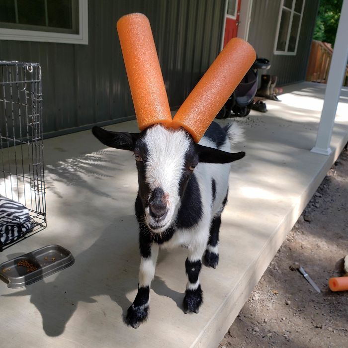 14 Pics Of Misbehaving Goats That Were Forced To Wear Pool Noodles For Everyone's Safety 14 Pics Of Misbehaving Goats That Were Forced To Wear Pool Noodles For Everyone's Safety