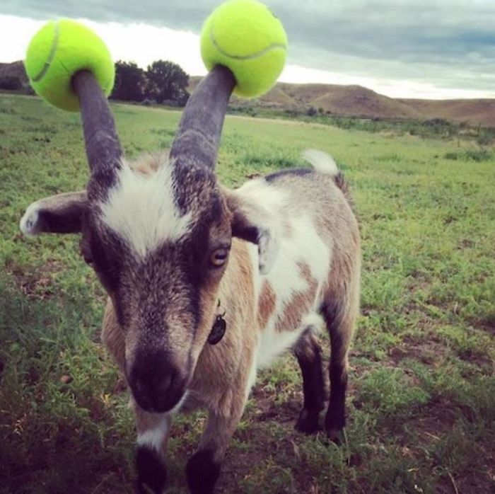 14 Pics Of Misbehaving Goats That Were Forced To Wear Pool Noodles For Everyone's Safety 14 Pics Of Misbehaving Goats That Were Forced To Wear Pool Noodles For Everyone's Safety
