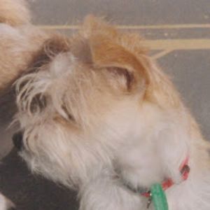 angellharding avatar