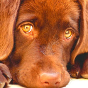 larissakennedy avatar