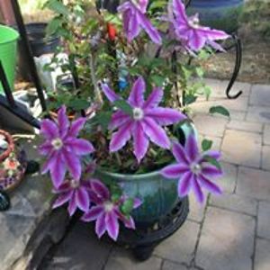 kathleen_lester avatar