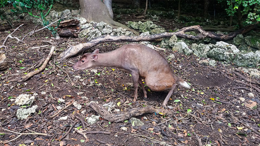 I Spent A Few Hours With The Animals At The Wildlife Reserve In Barbados