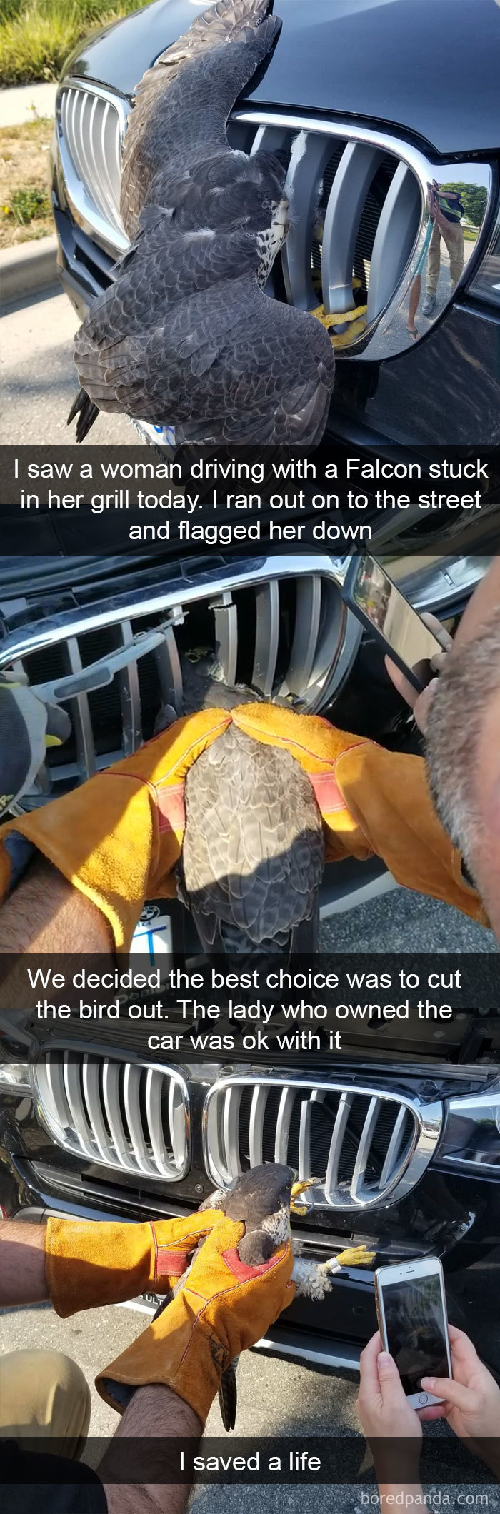 Funny-Bird-Snapchats
