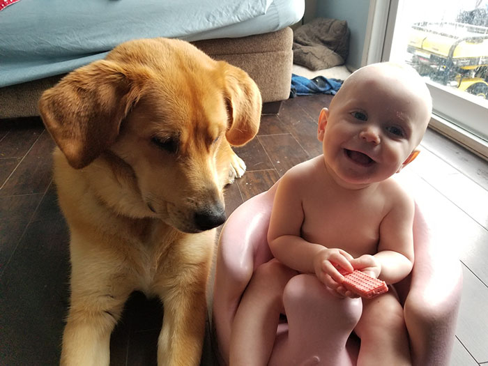 Bear Gifts Deer Bones To Guard Dog In Exchange Of Being Allowed Access To This Man's Trash Bear Gifts Deer Bones To Guard Dog In Exchange Of Being Allowed Access To This Man's Trash