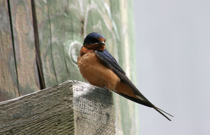 People Kept Destroying These Swifts' Nests So Someone Put Up A Sign Explaining Why We Need To Protect Them People Kept Destroying These Swifts' Nests So Someone Put Up A Sign Explaining Why We Need To Protect Them