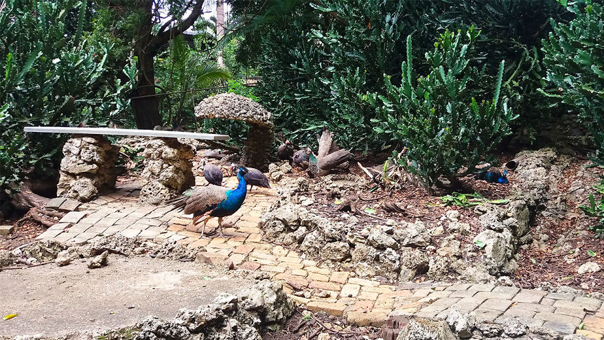 I Spent A Few Hours With The Animals At The Wildlife Reserve In Barbados