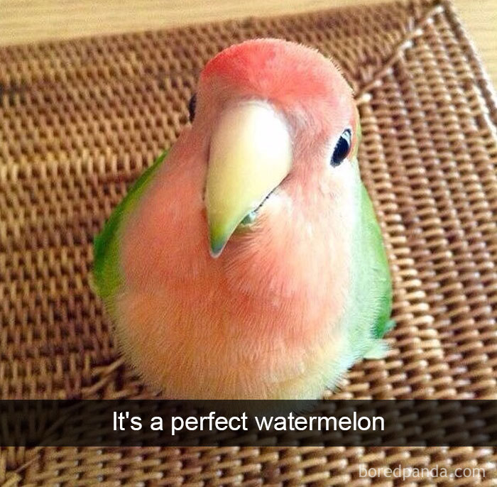 Funny-Bird-Snapchats