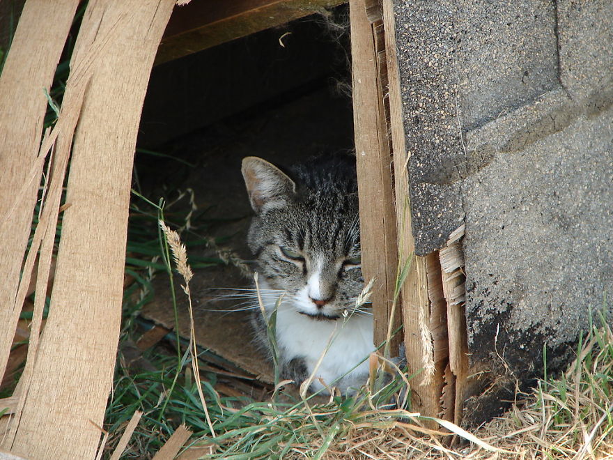 In Poland, Anyone Who Finds An Abandoned Dog Or Cat Is Required To Notify An Animal Shelter, Fire Authority, Or Police