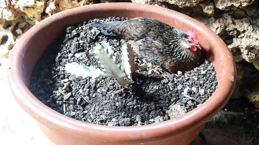 I Spent A Few Hours With The Animals At The Wildlife Reserve In Barbados