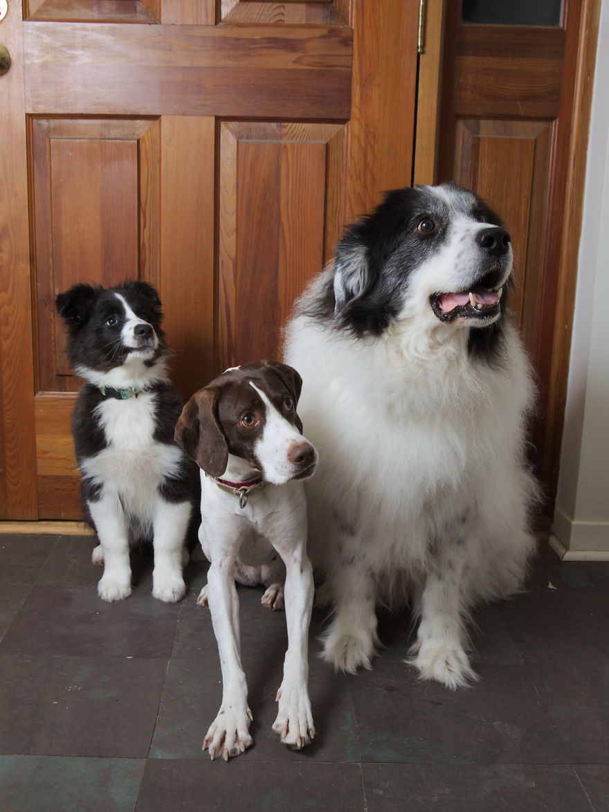 In The Netherlands, People Have To Pay An Annual Dog Tax